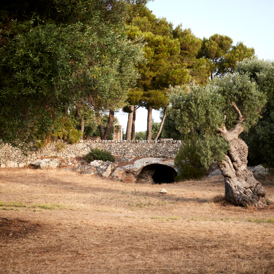 A mystical & wise Olive Tree in Puglia #Italy  Árvores estranhas, Lindas  paisagens, Árvores velhas