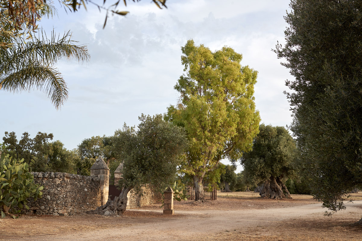 A mystical & wise Olive Tree in Puglia #Italy  Árvores estranhas, Lindas  paisagens, Árvores velhas