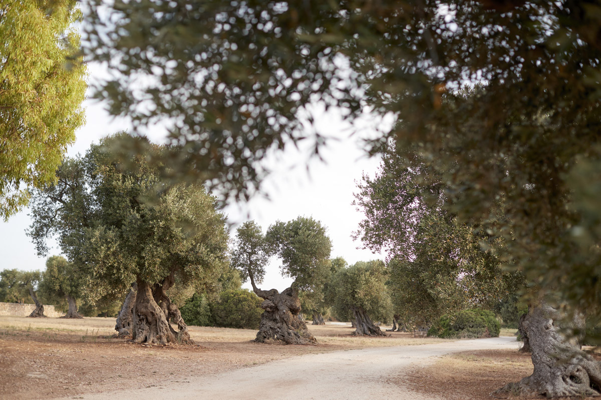 A mystical & wise Olive Tree in Puglia #Italy  Árvores estranhas, Lindas  paisagens, Árvores velhas